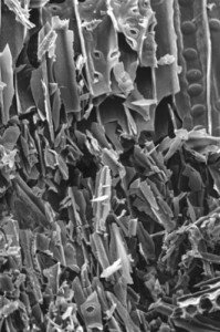 SEM crushed brownrot